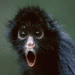 monkey shocked by n00b