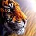 tigers lions avatars 2072