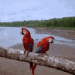 Parrots on Beach