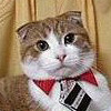 Cat with a Tie