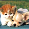 cat with dog so cute
