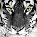tigers lions avatars 2174