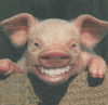 smiling pig funny