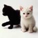 BW Kittens