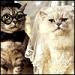 Groom Bride cats