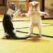 Karate Kitties
