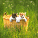 Kittens in a basket