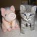 Piggy Kitten