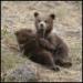 Bear cubs2