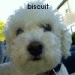 biscuit dog