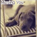 dog missing you