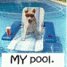 my pool dog
