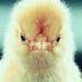 baby chick is very mad