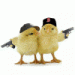 chickens with gun