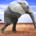 elephant run