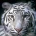 tigers lions avatars 0066