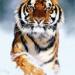 tigers lions avatars 0283