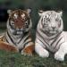tigers lions avatars 0459