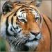 tigers lions avatars 2022