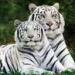 tigers lions avatars 2074
