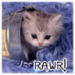 rawr cat